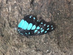 Graphium doson