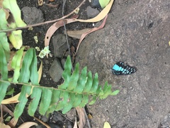 Graphium doson
