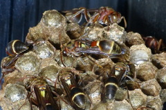 Ropalidia rufocollaris