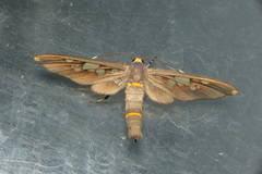 Amata elongata