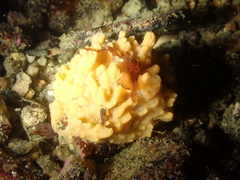 Polymastia boletiformis