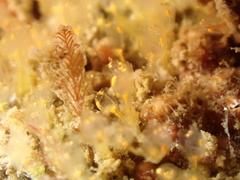 Pycnoclavella aurilucens