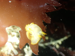 Crimora papillata