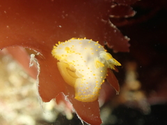 Crimora papillata