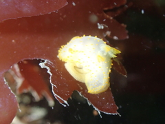 Crimora papillata