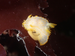 Crimora papillata