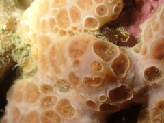 Hemimycale columella