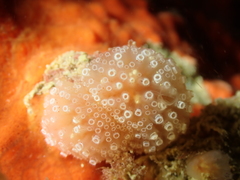 Aplidium ocellatum