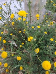 Anacyclus valentinus