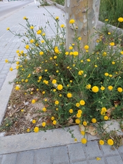 Anacyclus valentinus