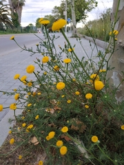 Anacyclus valentinus