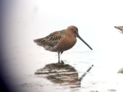 Limnodromus semipalmatus