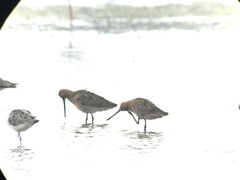 Limnodromus semipalmatus