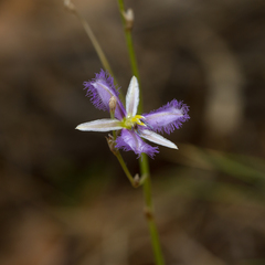 Thysanotus baueri