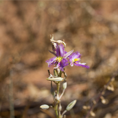 Thysanotus baueri