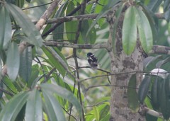 Eurylaimus ochromalus