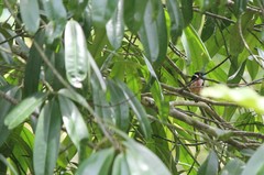 Eurylaimus ochromalus