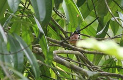 Eurylaimus ochromalus