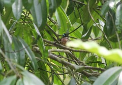 Eurylaimus ochromalus