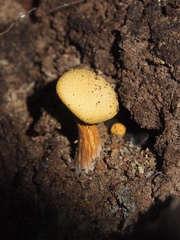 Aureoboletus auriflammeus