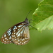 Dark Blue Tiger Butterfly - Photo (c) KANS, some rights reserved (CC BY-NC), uploaded by KANS