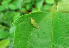 Krisnini