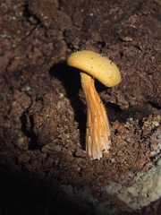 Aureoboletus auriflammeus
