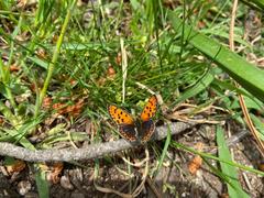 Lycaena bleusei