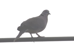 Streptopelia decipiens