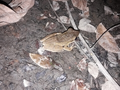 Polypedates leucomystax