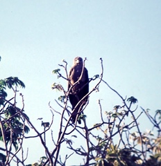 Milvus migrans parasitus