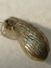 Sympherobius elegans