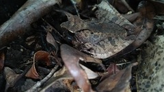 Gephyromantis luteus