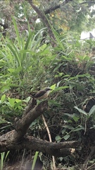 Lanius cristatus