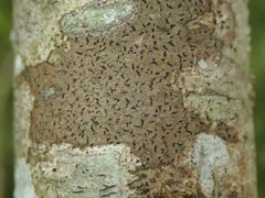 Pseudoschismatomma rufescens