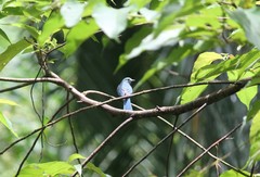 Cyornis unicolor