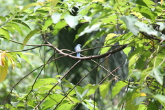 Cyornis unicolor