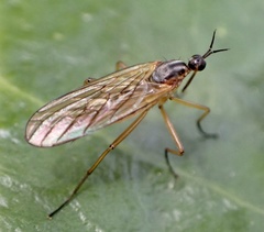 Empis trigramma