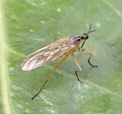 Empis trigramma