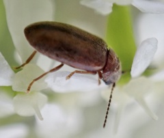 Contacyphon laevipennis