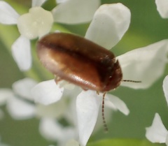 Contacyphon laevipennis