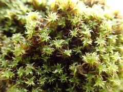 Syntrichia antarctica