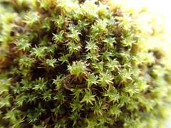 Syntrichia antarctica