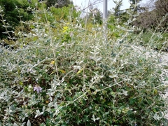 Teucrium fruticans