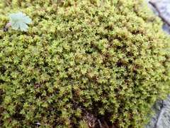 Syntrichia antarctica