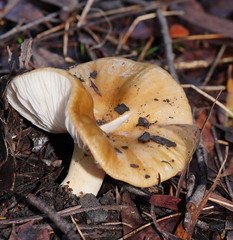 Russula neerimea