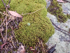 Syntrichia antarctica