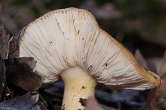Russula neerimea