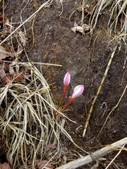 Zephyranthes carinata