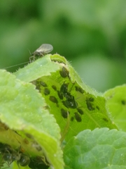 Aphididae